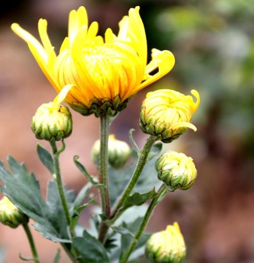 非洲菊冬天开花吗（探究非洲菊在寒冷季节的生长习性）