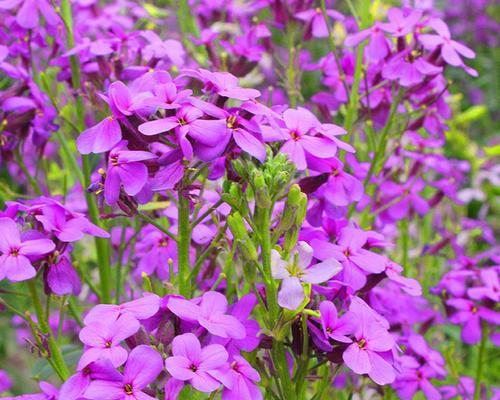 蓝香芥最佳播种时间详解（种植蓝香芥须知）