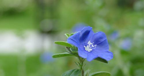 蓝星花的花语和寓意（探究蓝星花的内涵和象征意义）