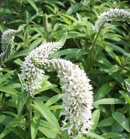 狼尾草花期揭秘（探究狼尾草花期）