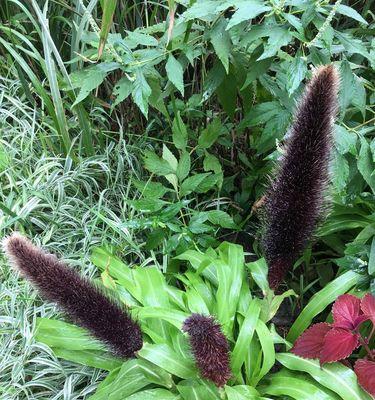 狼尾草——一种木本植物还是草本植物（探究狼尾草的生长习性和分类特征）