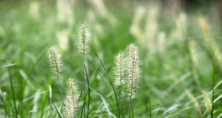 狼尾草——一种木本植物还是草本植物（探究狼尾草的生长习性和分类特征）