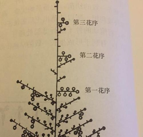 老鸦柿换盆（如何正确地进行老鸦柿的换盆）