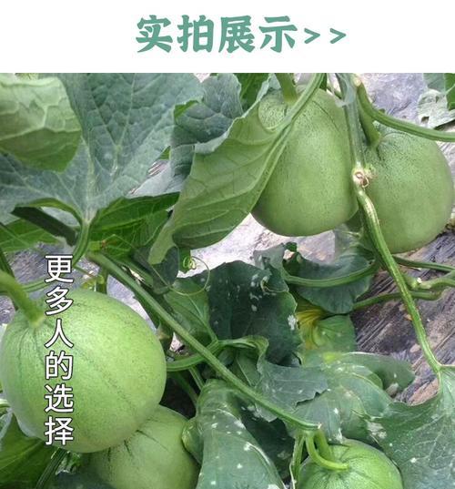 如何种植梨瓜（从选种到收获）