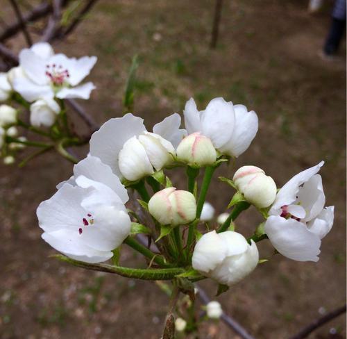 梨花盛开，春暖花开（探秘梨花开放的时节与魅力）