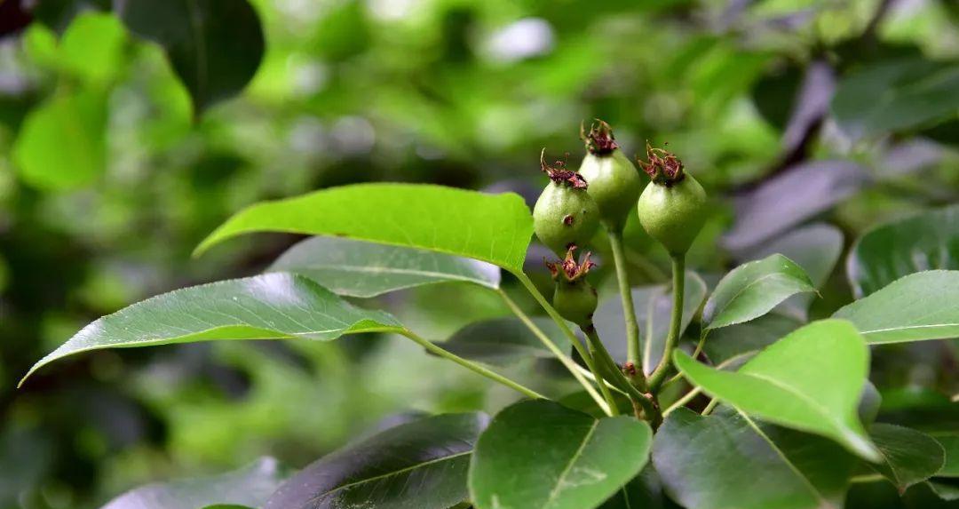 梨树几年结果实种植多久开花结果（梨树生长过程中的关键节点和注意事项）