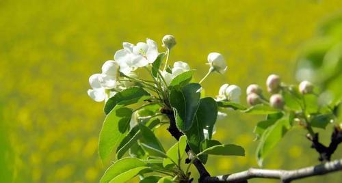 梨树几年结果实种植多久开花结果（梨树生长过程中的关键节点和注意事项）