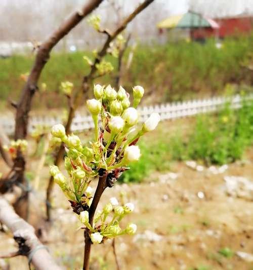 梨树几年结果实种植多久开花结果（梨树生长过程中的关键节点和注意事项）