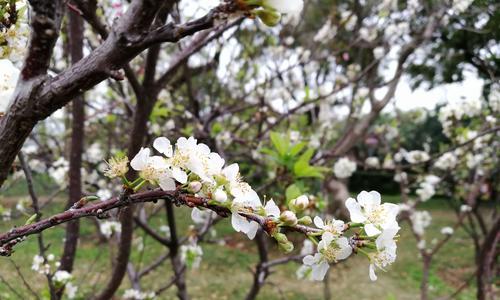 李树的开花结果及其生态意义（探究李树开花结果的时间）