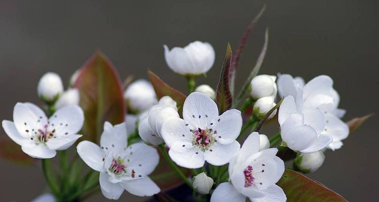 李树花期是什么时候（揭秘李树开花的季节和习性）