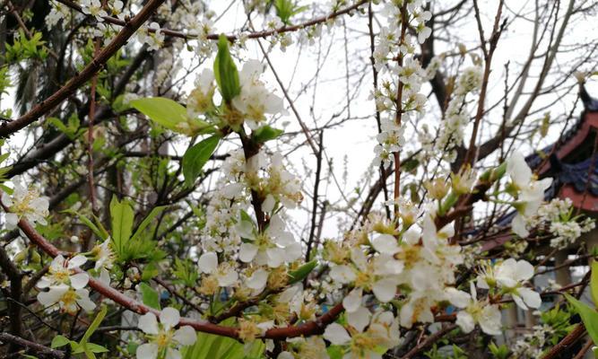 李树花期是什么时候（揭秘李树开花的季节和习性）