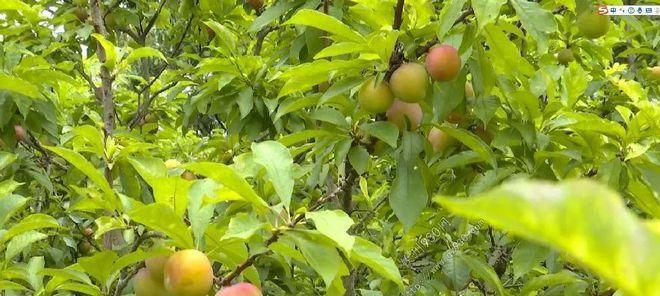 李子份成熟季节（探究李子成熟季节）