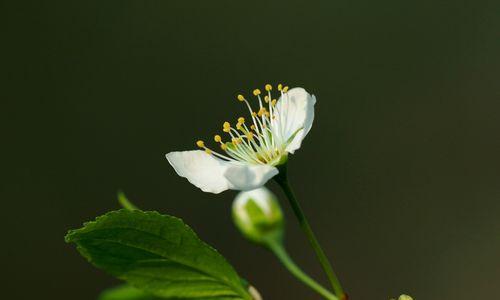 李子树是自花授粉吗（揭秘李子树的授粉方式）