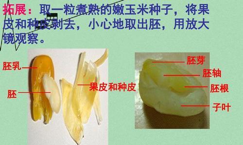 李子种子的快速催芽方法（如何让李子种子更快地发芽）