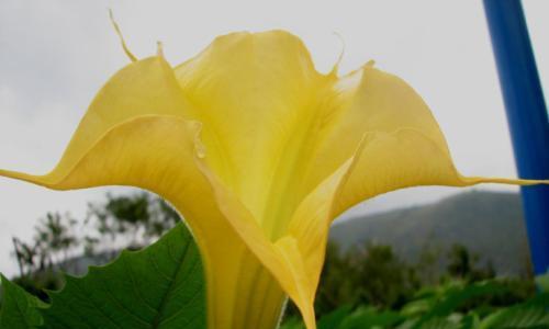 曼陀罗花（探索曼陀罗花的灵性之旅）