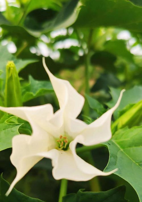 曼陀罗花的花语传说（探索曼陀罗花的神秘之美）