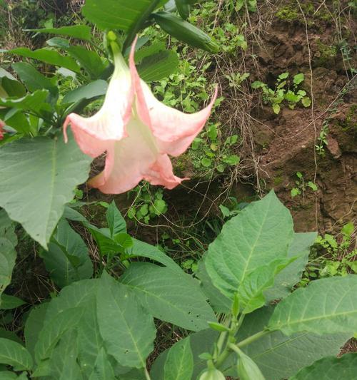 曼陀罗花语（探索曼陀罗花的语言）