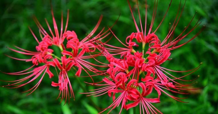 曼陀沙华花的花语和寓意（揭开曼陀沙华的神秘面纱——了解花朵的秘密语言）