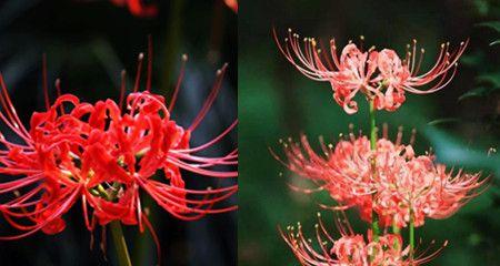 曼陀沙华花的花语和寓意（揭开曼陀沙华的神秘面纱——了解花朵的秘密语言）