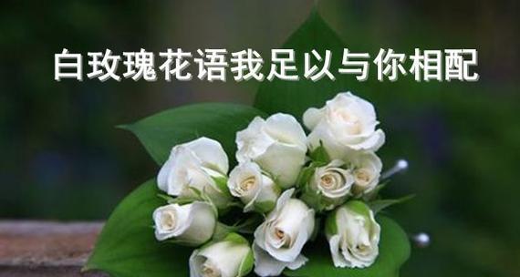 玫瑰花的花语与寓意（探秘玫瑰花的深意）