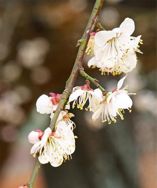 梅花之美——中国文化的象征与寓意（探寻梅花的深层含义）