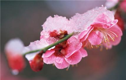 梅花的花语及其意义（探索梅花的含义和象征）