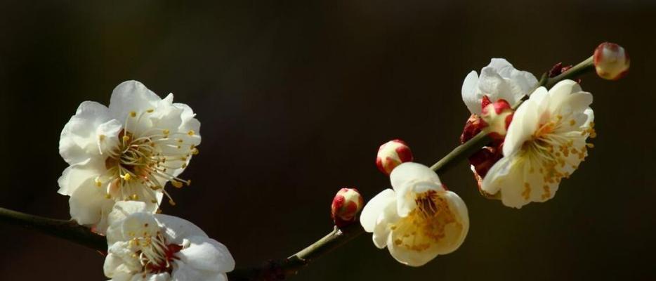 梅花的花语及其意义（探索梅花的含义和象征）