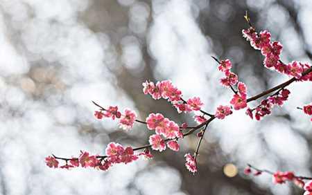 梅花的花语及其意义（探索梅花的含义和象征）