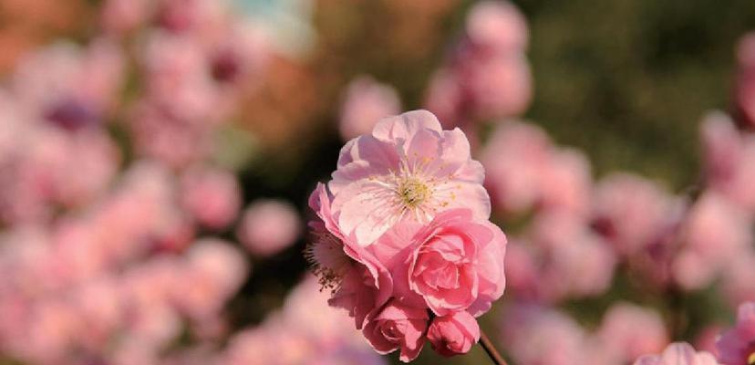 梅花的精神象征意义——坚韧不屈，勇往直前（探寻梅花中的生命力与奋斗精神）