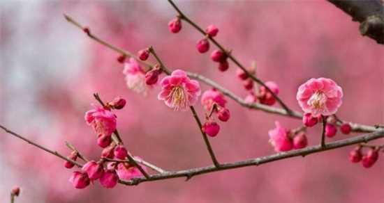 梅花的象征意义与美学价值（从冬天中绽放的生命之花）