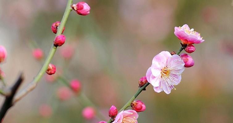 梅花花语（梅花的象征意义及其传递的深刻内涵）