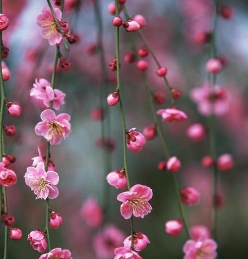 梅花花语（梅花的象征意义及其传递的深刻内涵）