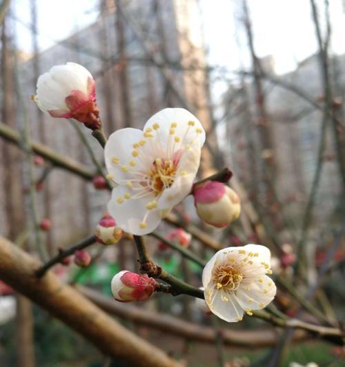 梅花花语的含义与传承（探寻梅花花语的深层内涵）