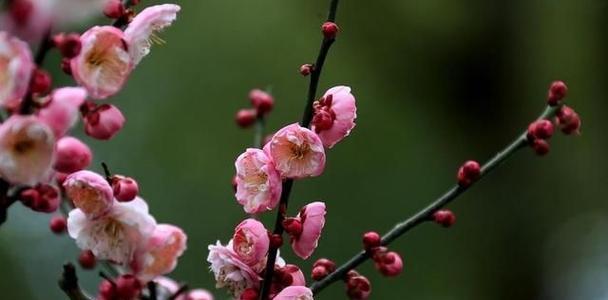 梅花的象征意义与美丽之韵（探寻梅花的隐喻之美）