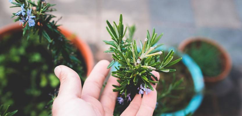 迷迭香的花语（追寻清新与守护永恒的精神）