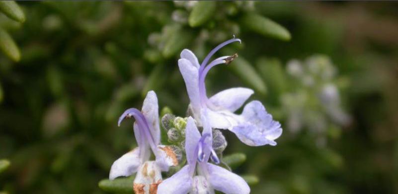 迷迭香的花语与传说（探索迷迭香的含义与神秘传说）