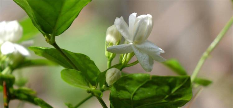 茉莉花花语之美丽与温柔（探寻茉莉花的花语魅力）