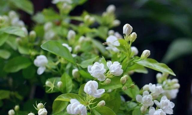 茉莉花花语的含义与象征（探寻茉莉花的秘密与美丽）