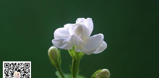 茉莉花语的意义与传承（探寻茉莉花语的美丽之谜）