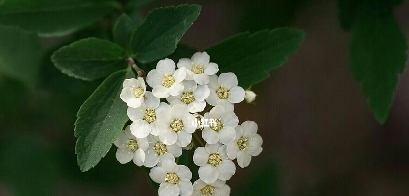 绣线菊的花语与寓意——让美丽和希望盛开（从花朵的色彩到文化象征）