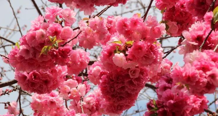 樱花诗的花语——美丽与哀愁的交织（樱花诗的花语之美丽祝福与离别哀愁的对照）