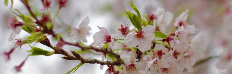 樱花诗的花语——美丽与哀愁的交织（樱花诗的花语之美丽祝福与离别哀愁的对照）