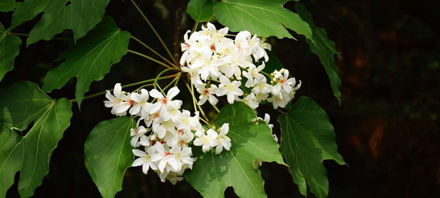 油桐花的花语（揭示油桐花语的深意）