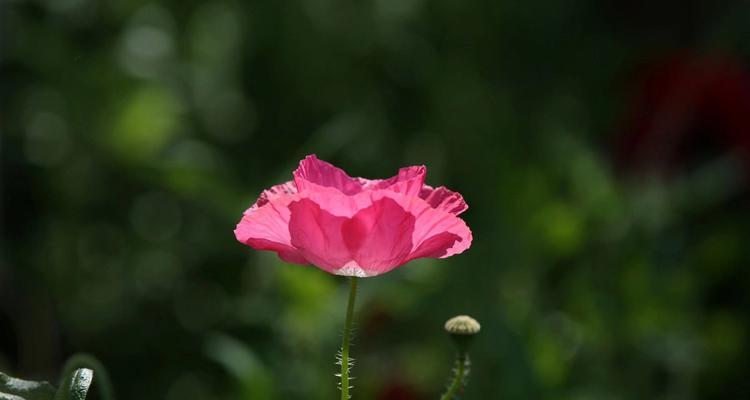 虞美人花语解读（探寻虞美人花的浪漫与诱惑）