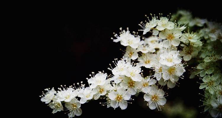 珍珠梅的花语与寓意（珍珠梅花语的传统意义与现代象征）