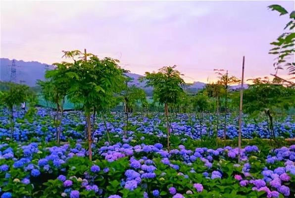 花的花语与美丽传说（探寻花的神秘与魅力）