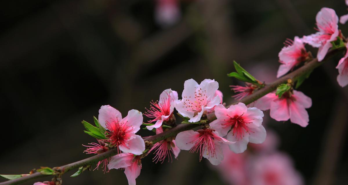 桃花花语与代表意义的奥秘（探索桃花的心语与美丽意义）