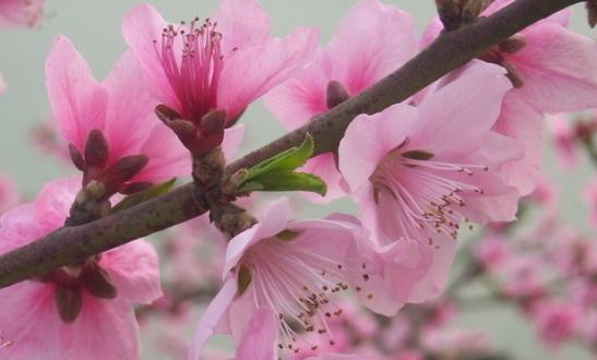 桃花与生肖（十二生肖中的桃花神秘力量）