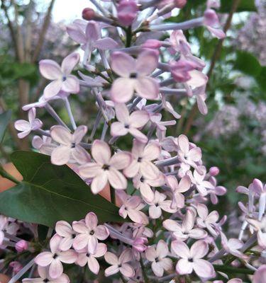 五瓣丁香的花语（探寻五瓣丁香花开的神秘之美）