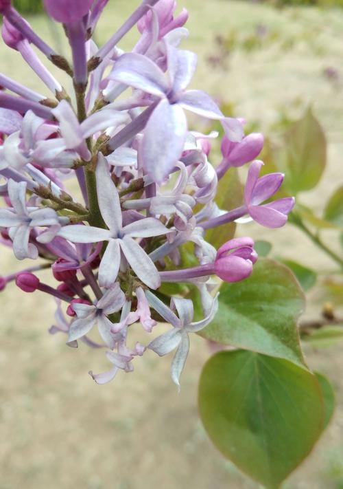 五瓣丁香的花语（探寻五瓣丁香花开的神秘之美）